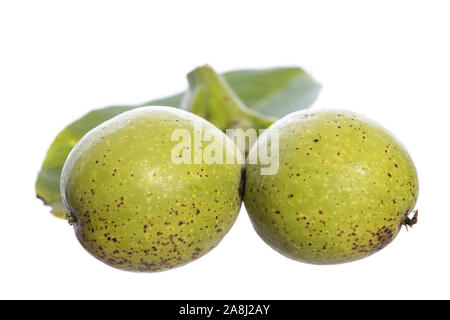 green walnut on a branch with a leaf isolated on white background Stock Photo