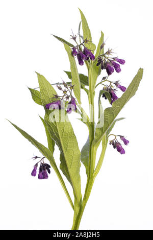 medicinal plant from my garden: Symphytum officinale L. (comfrey) open flowers and leafs isolated on white background Stock Photo