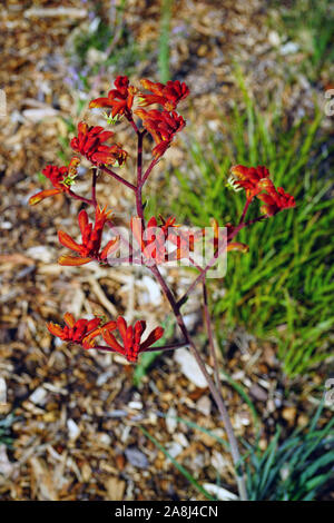 View of a Kings Park Federation Flame red Kangaroo Paw flower (Anigozanthos Stock Photo