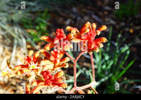 View of a Kings Park Federation Flame red Kangaroo Paw flower (Anigozanthos Stock Photo