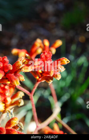 View of a Kings Park Federation Flame red Kangaroo Paw flower (Anigozanthos Stock Photo