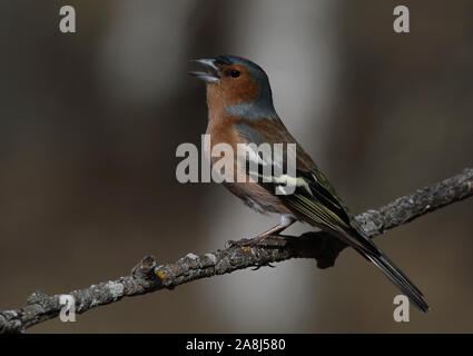 Chaffinch, Common chaffinch, Fringilla coelebs, male, singing from twig Stock Photo