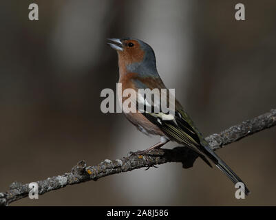 Chaffinch, Common chaffinch, Fringilla coelebs, male, singing from twig Stock Photo