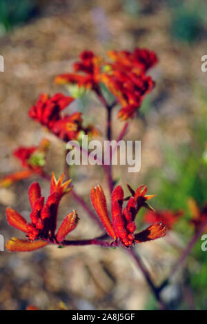 View of a Kings Park Federation Flame red Kangaroo Paw flower (Anigozanthos Stock Photo