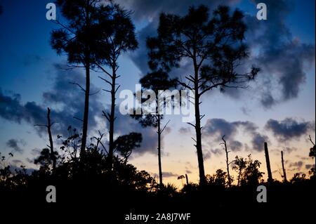 Slash pine tree forests and palmetto scrub at sunset in the National Key Deer Refuge on Big Pine Key, Florida Keys, Florida, USA Stock Photo