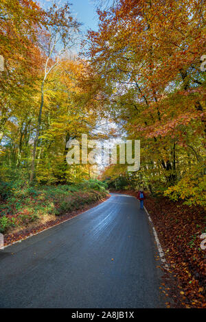 The road through Buckholt wood in Autumn, Cotswolds, England Stock Photo