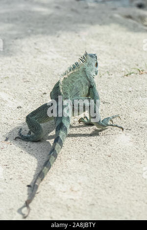 Green iguana walking on the sand, funny animal in Guadeloupe Stock Photo