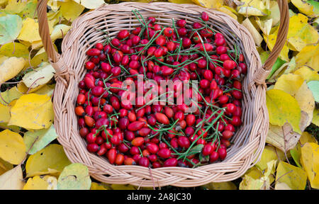 Fresh harvested rose hips in the basket. Stock Photo