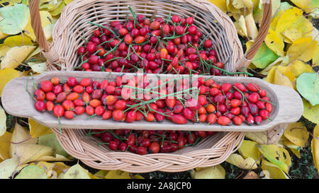 Freshly harvested rose hips in a wooden knit basket surrounded by yellow autumn leaves. Stock Photo
