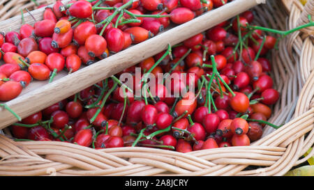 Fresh harvested rose hips in the basket. Stock Photo