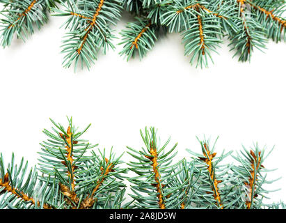 Blue spruce frame on white background Stock Photo