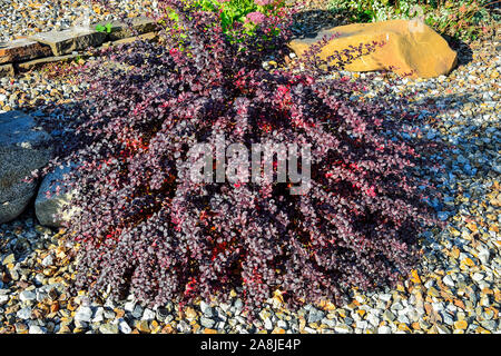 Pigmy bush of Berberis thunbergii atropurpurea, Atropurpurea Nana - decorative plant for gardening and landscape design with purple and red leaves and Stock Photo
