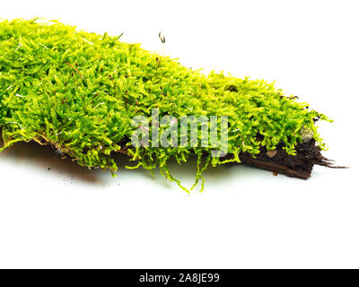 Green moss isolated on white background Stock Photo