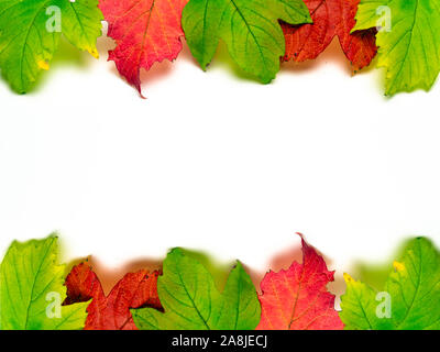 Banner autumn Colorful leaves isolated Stock Photo