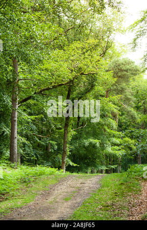 Footpath through woods during an English summer in the New Forest countryside, Hampshire, UK Stock Photo