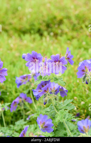Großer Storchschnabel (Geranium × magnificum 'Rosemoor') Stock Photo