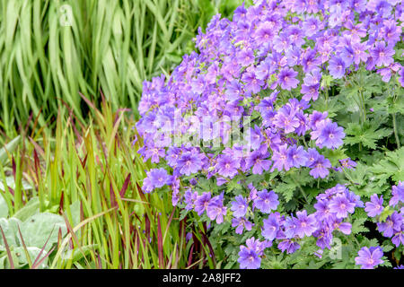Storchschnabel (Geranium × magnificum 'Rosemoor') Stock Photo