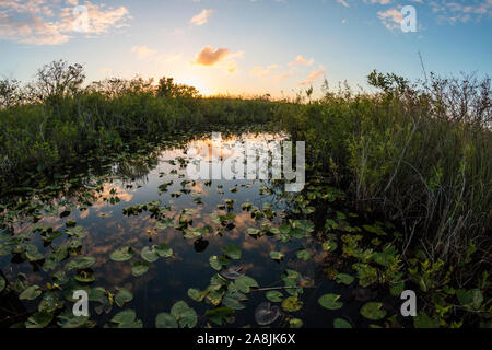 Landscape view of Everglades National Park during the sunset (Florida). Stock Photo