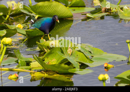 A wild purple gallinule running across lily pads in the waters of Everglades National Park (Florida). Stock Photo