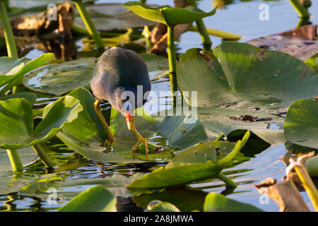 A wild purple gallinule running across lily pads in the waters of Everglades National Park (Florida). Stock Photo