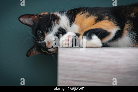Calico cat lying on a wooden surface with large colorful eyes. Stock Photo