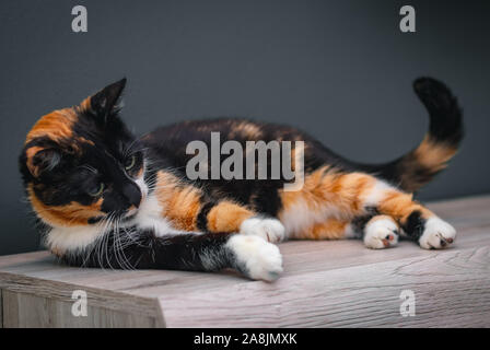 Calico cat lying on a wooden surface with large colorful eyes. Stock Photo