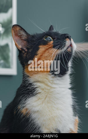 Calico cat looking up. In the reflection of the eye the hand of the owner playing with him. Stock Photo