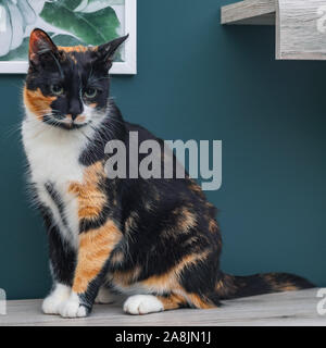 Calico cat sitting on a wooden surface with large colorful eyes. Stock Photo
