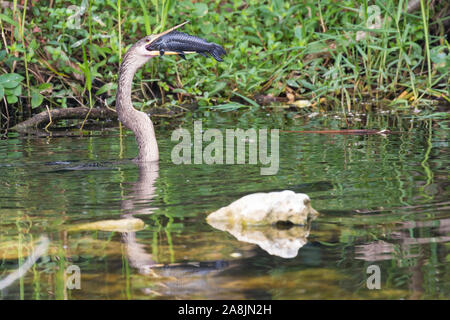 A wild anhinga eating a freshly caught armored catfish in Everglades National Park (Florida). Stock Photo