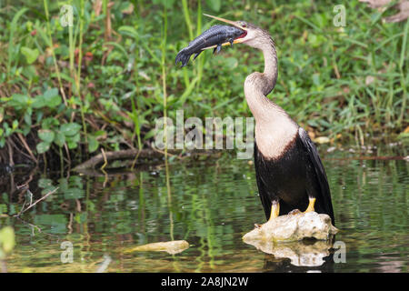 A wild anhinga eating a freshly caught armored catfish in Everglades National Park (Florida). Stock Photo