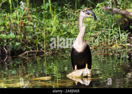 A wild anhinga eating a freshly caught armored catfish in Everglades National Park (Florida). Stock Photo