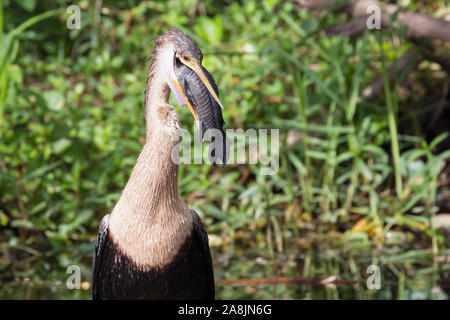 A wild anhinga eating a freshly caught armored catfish in Everglades National Park (Florida). Stock Photo