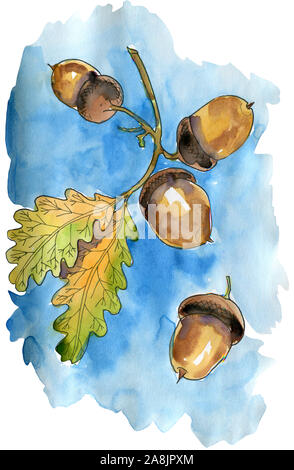 Watercolor illustration with oak branch with leaves and acorns on a background of blue sky Stock Photo