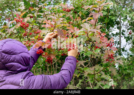 Woman picking guelder rose, Viburnum opulus berries in autumn. Fresh berries are poisonous but after heating of freezing turn edible. Picking to make Stock Photo