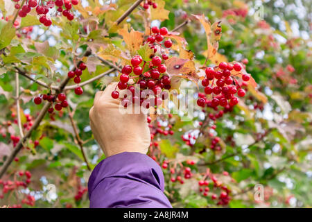 Woman picking guelder rose, Viburnum opulus berries in autumn. Fresh berries are poisonous but after heating of freezing turn edible. Picking to make Stock Photo
