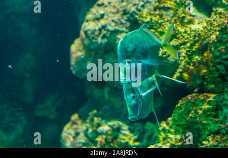 couple of lookdown fishes swimming together, funny silver flat fishes, tropical fish specie from the atlantic ocean Stock Photo