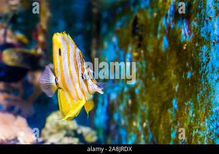 funny closeup of a copperband butterflyfish, tropical fish specie from the pacific ocean Stock Photo