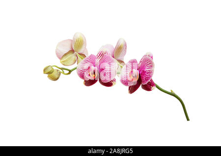 Orchid branch with pink purple blossoms and puds isolated on white background. Stock Photo