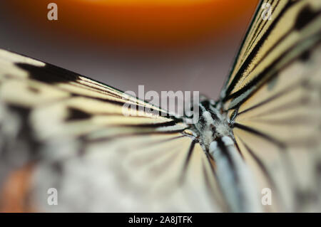 Ceylon Tree Nymph Butterfly Stock Photo