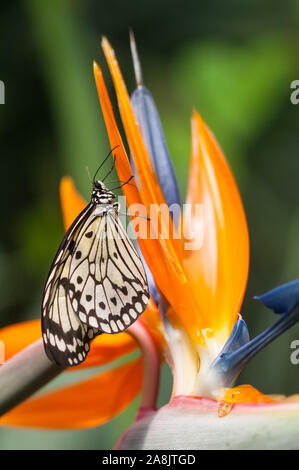 Ceylon Tree Nymph Butterfly Stock Photo