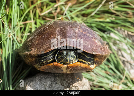 red eared slider turtle, tortoise on a floated wood in the pond Stock Photo