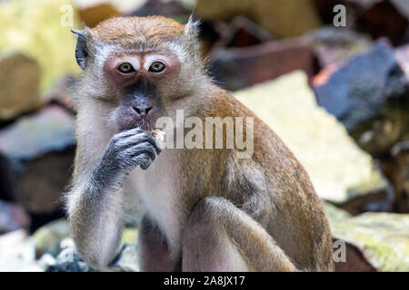 A wild macaque monkey scavenging for food in the Batu Caves in Kuala Lumpur, Malaysia. Stock Photo
