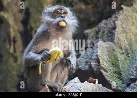 A wild macaque monkey scavenging for food in the Batu Caves in Kuala Lumpur, Malaysia. Stock Photo