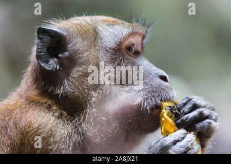 A wild macaque monkey scavenging for food in the Batu Caves in Kuala Lumpur, Malaysia. Stock Photo