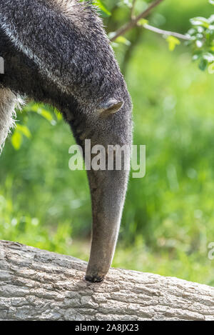 Giant Anteater, animal eating ants in a tree trunk Stock Photo - Alamy