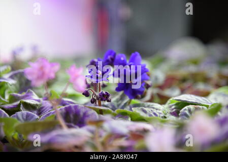 African Violet Flower Stock Photo