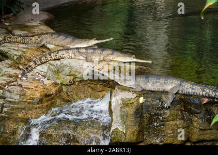 Crocodile bronx zoo hi-res stock photography and images - Alamy