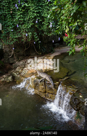 Crocodile bronx zoo hi-res stock photography and images - Alamy