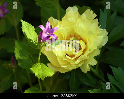 Paeonia Itoh Hybrid Group (Itoh hybrids) Canary Brilliants Roger F. Anderson. Yellow Intersectional Hybrids peony and bell. Stock Photo