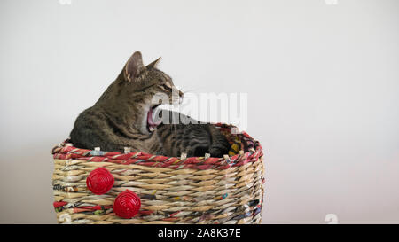 The sleepy cat yawns lying in basket inside the house. The cat yells. Stock Photo